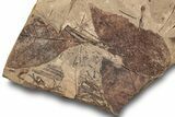 Fossil Plant (Fagopsis) Plate - McAbee, BC #249007-1